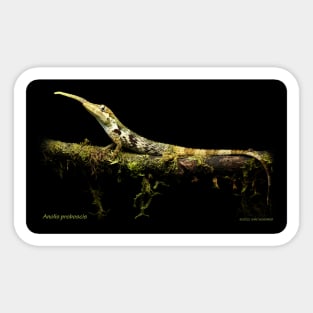 Pinocchio Anole Sticker